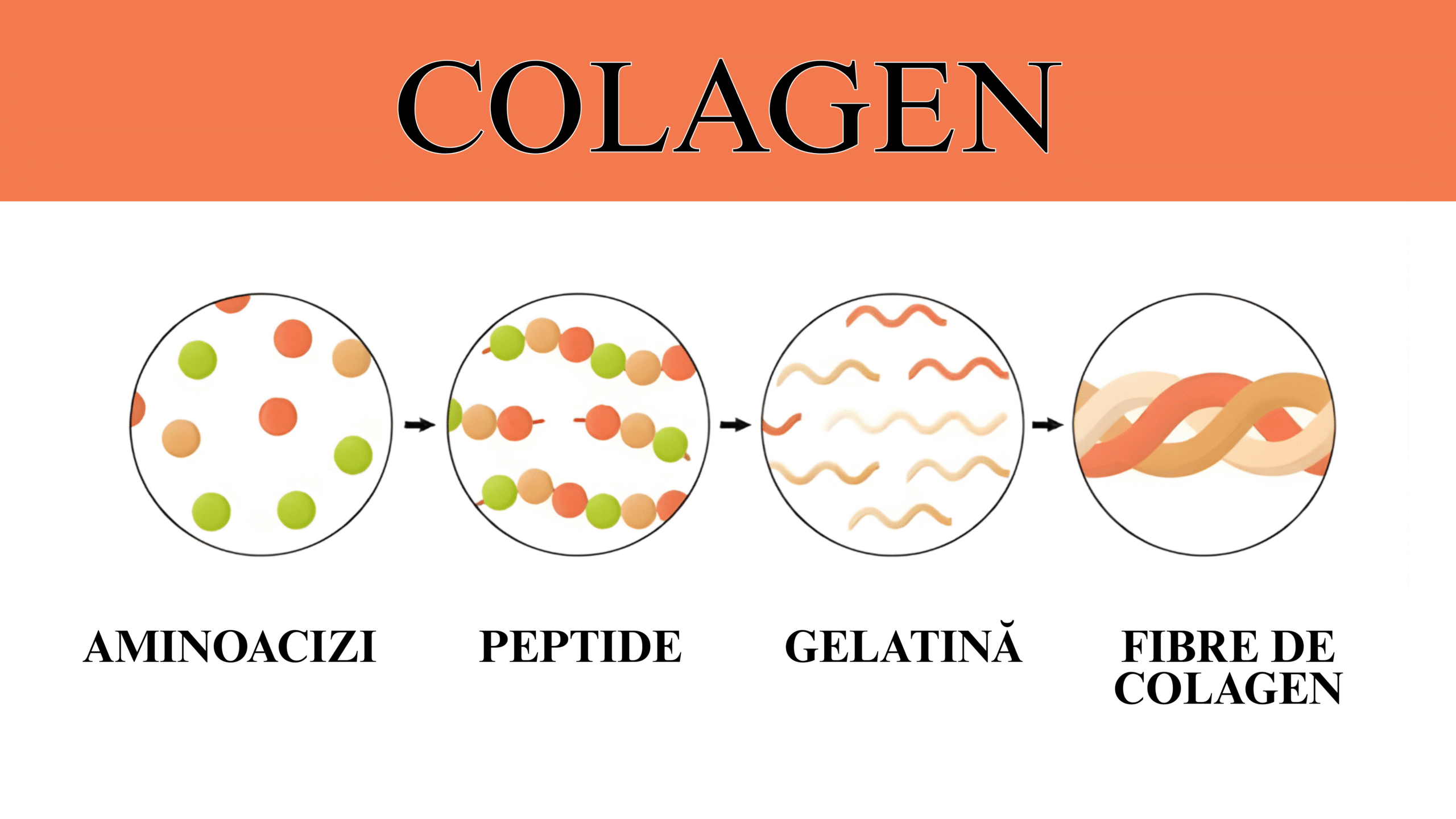 Colagenul – beneficii, rol în organism, tipuri și surse naturale