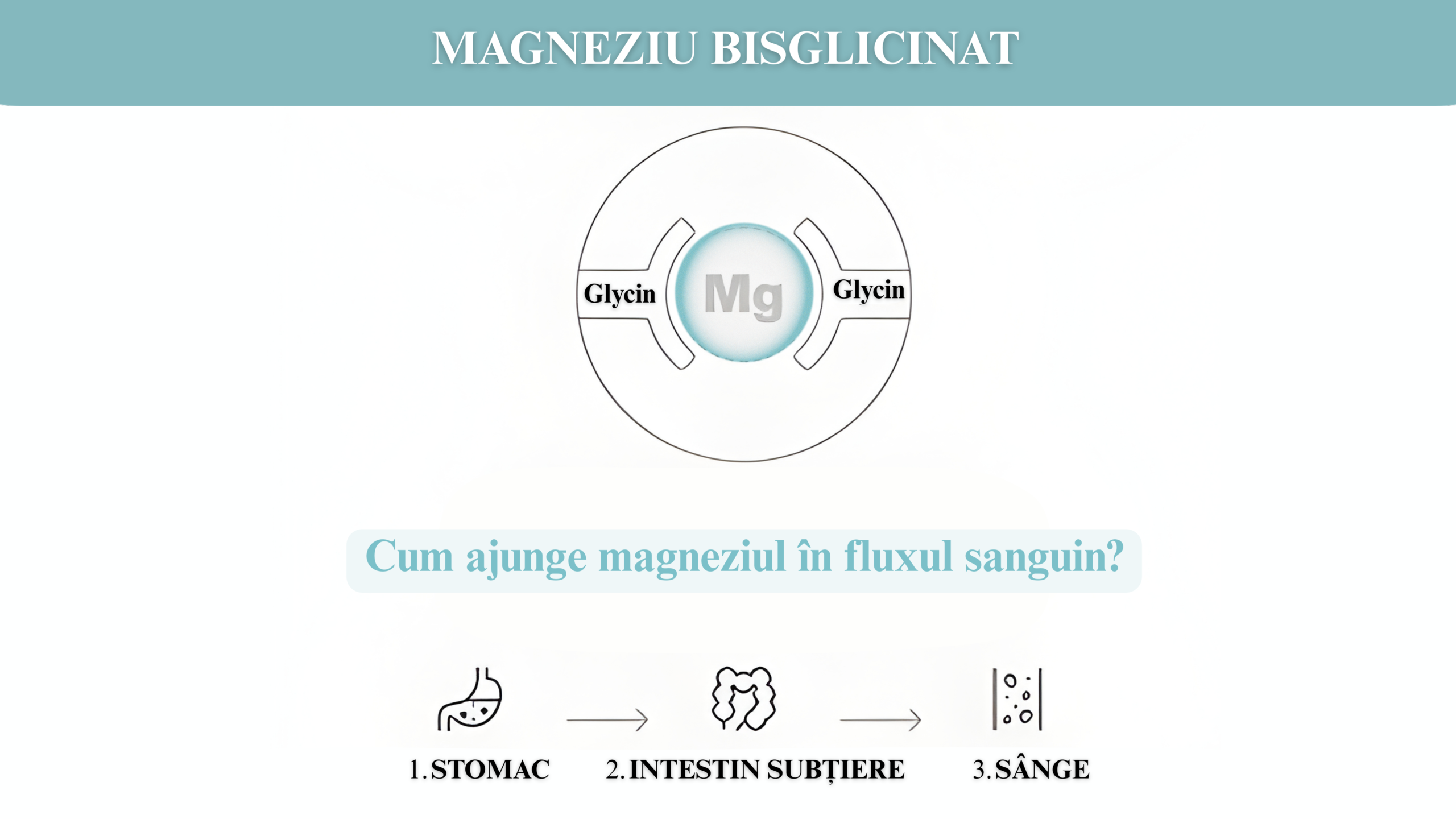 Magneziu bisglicinat: beneficii, proprietăți și utilizări esențiale pentru sănătate