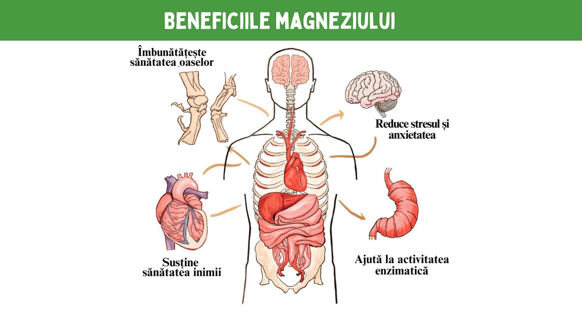 Beneficiile magneziului în organism